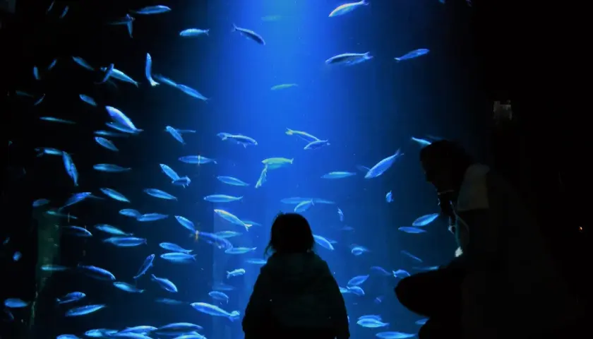 Ozeaneum w Niemczech - największe oceanarium i jego fascynujące atrakcje