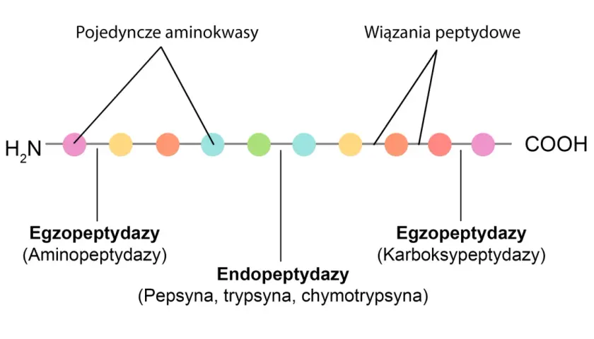 Schemat pokazuje działanie enzymów trawiących białka: egzo- i endopeptydaz, rozkładających łańcuch aminokwasów.