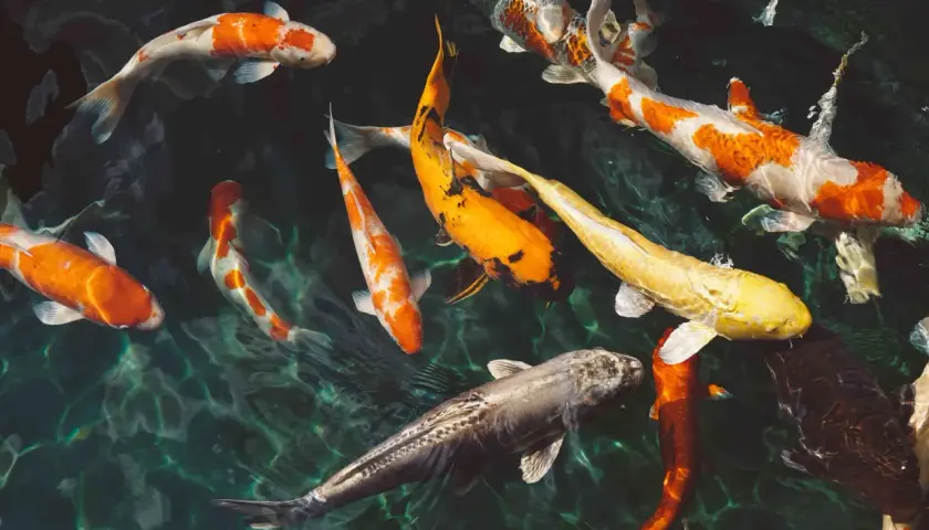 Un estanque lleno de peces koi de colores vibrantes, naranjas, blancos y amarillos, nadando en aguas cristalinas. Es como soñar con peces.