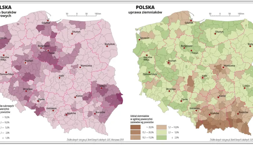Mapy Polski pokazujące rozmieszczenie upraw buraków cukrowych i ziemniaków według powiatów.