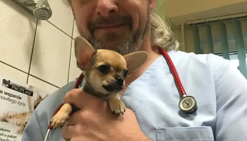 Weterynarz trzyma małego, uroczy piesek chihuahua. Piesek z downem, który jest bardzo kochany.