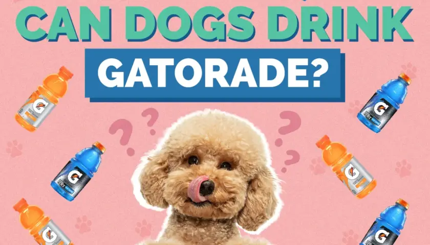 A fluffy dog looks up curiously surrounded by Gatorade bottles and question marks, asking "Can dogs drink Gatorade?