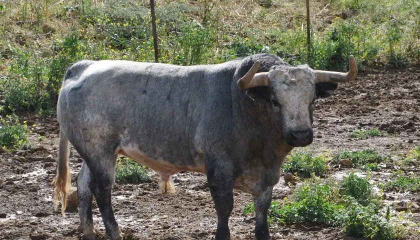 Toro bravo de ganadería rehuelga, con imponente cornamenta, pastando en un terreno embarrado y con vegetación.