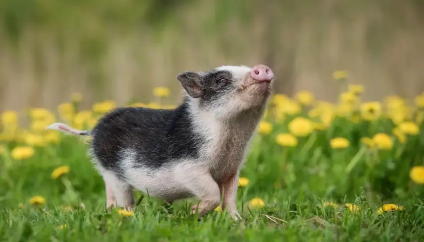 Un adorable cochon nain, issu d'un élevage en France, gambade joyeusement dans un champ de pissenlits.