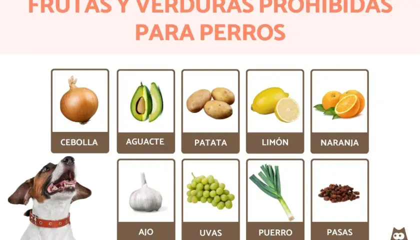 Lista de alimentos prohibidos para perros: cebolla, aguacate, patata, limón, naranja, ajo, uvas, puerro y pasas. ¡Cuida a tu mascota!