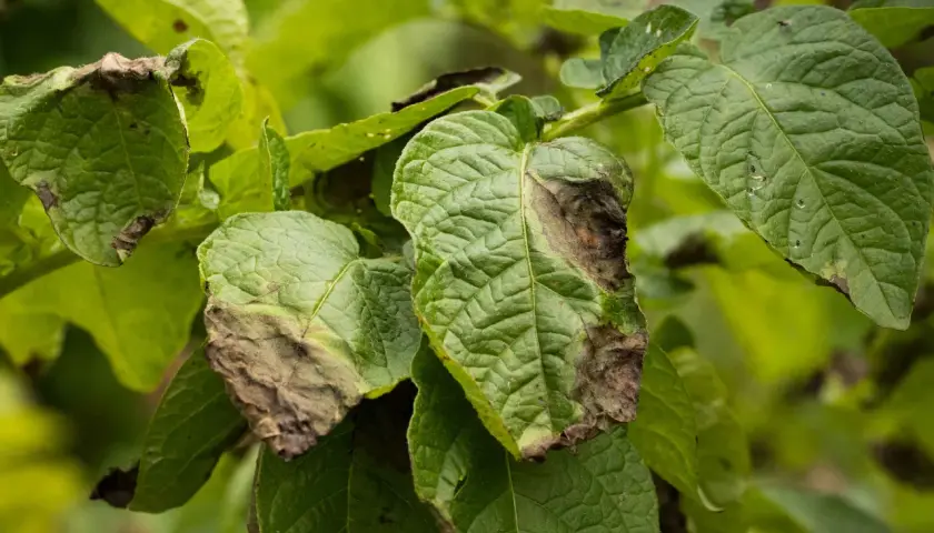 Feuilles de pomme de terre atteintes de mildiou, nécessitant un traitement fongicide.