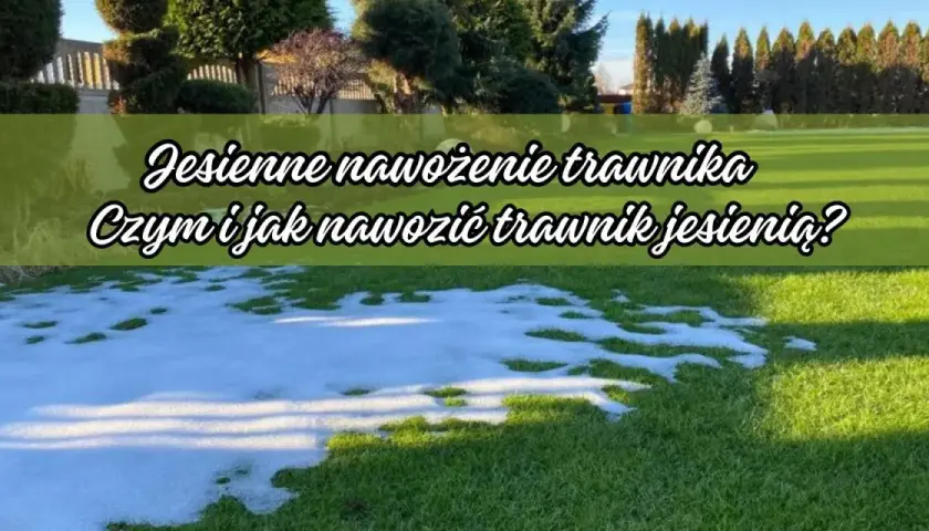 Kiedy nawóz do trawy? Najlepszy czas i sposób nawożenia trawnika