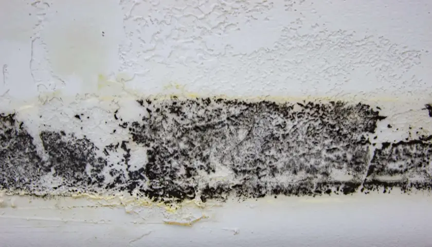 Schwarzer Belag auf weißer Wand, Anzeichen für Hausschwamm erkennen. Feuchte Stelle mit gelblichen Verfärbungen.