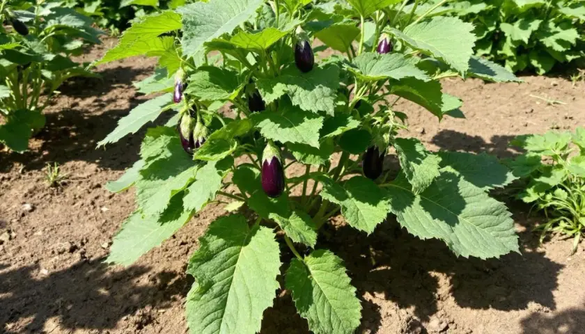 Plante d'aubergines en pleine terre, plusieurs fruits d'une belle taille aubergine commencent à se former sous les grandes feuilles vertes.