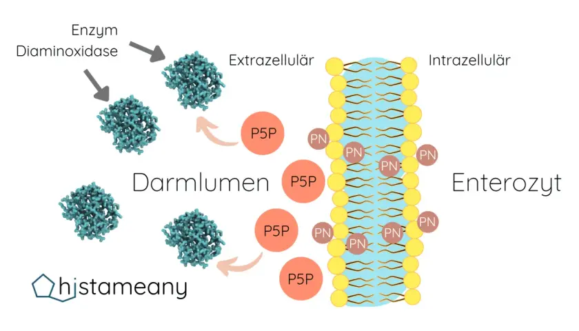 P5P (Vitamin B6) wird im Darm von Diaminoxidase verarbeitet. Die Wirkung von P5P ist die Aufnahme in Enterozyten.