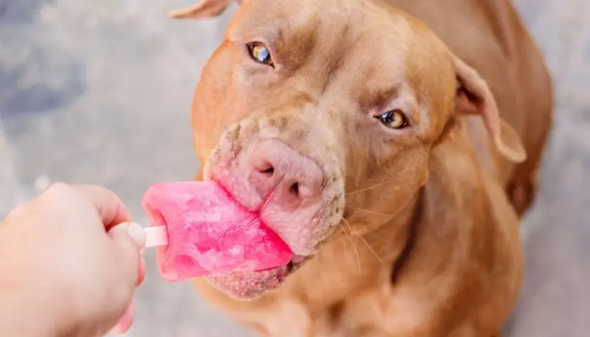 Ein brauner Hund schleckt genüsslich ein pinkes Hundeeis. Ein tolles Hundeeis Rezept für heiße Tage!