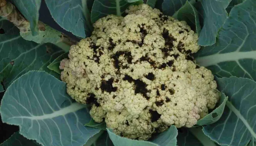 Cavolfiore con macchie scure, sintomo di malattie. Le foglie verdi circondano la testa malata.