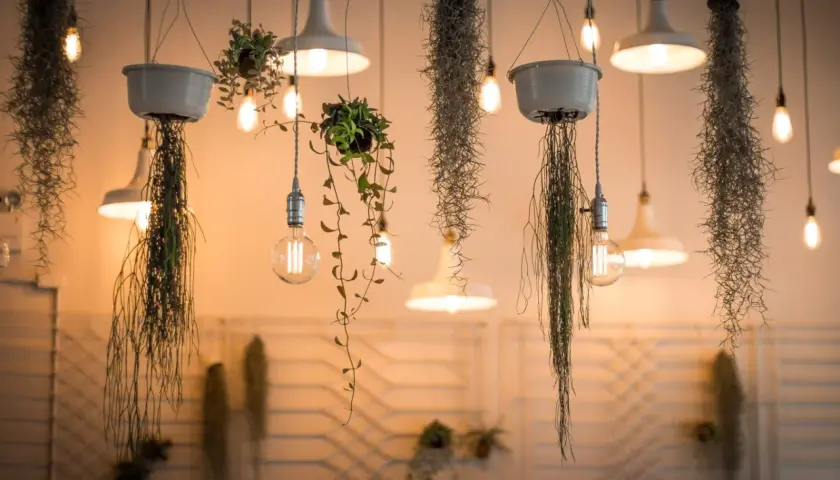 Colgantes plantas y lámparas Edison, creando un cálido espectro luz led.