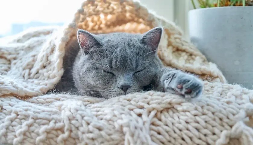 Un gato gris duerme acurrucado bajo una manta tejida. Parece que los gatos pasan frío y buscan calor.