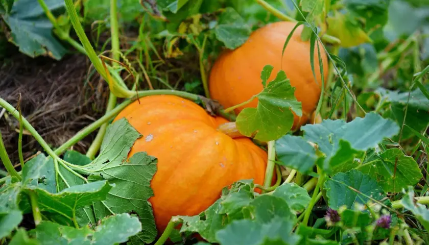 Dwie pomarańczowe dynie dojrzewają na polu. Urocza uprawa dyni w pełnym rozkwicie, gotowa do zbiorów.