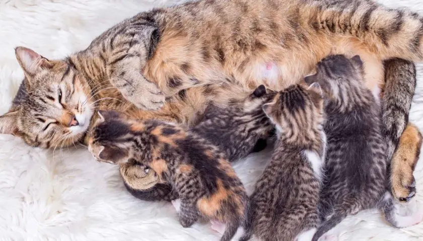 Una gata madre con sus recién nacidos gatitos mamando. El parto de una gata ha sido exitoso, creando esta tierna escena.