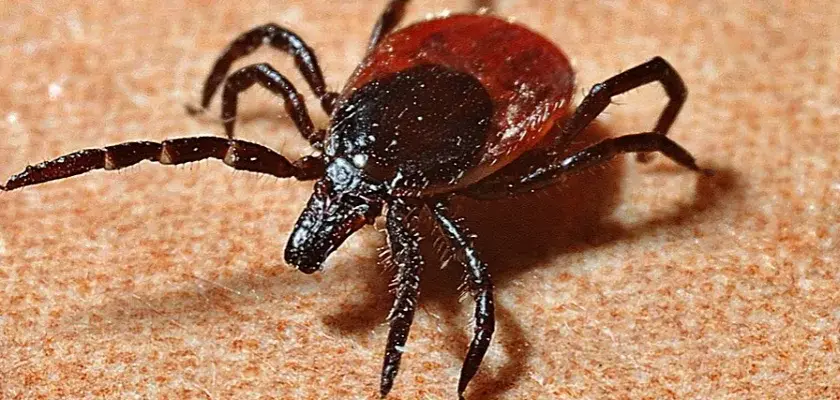 Objawy Borrelia afzelii: Jak rozpoznać zakażenie i uniknąć powikłań