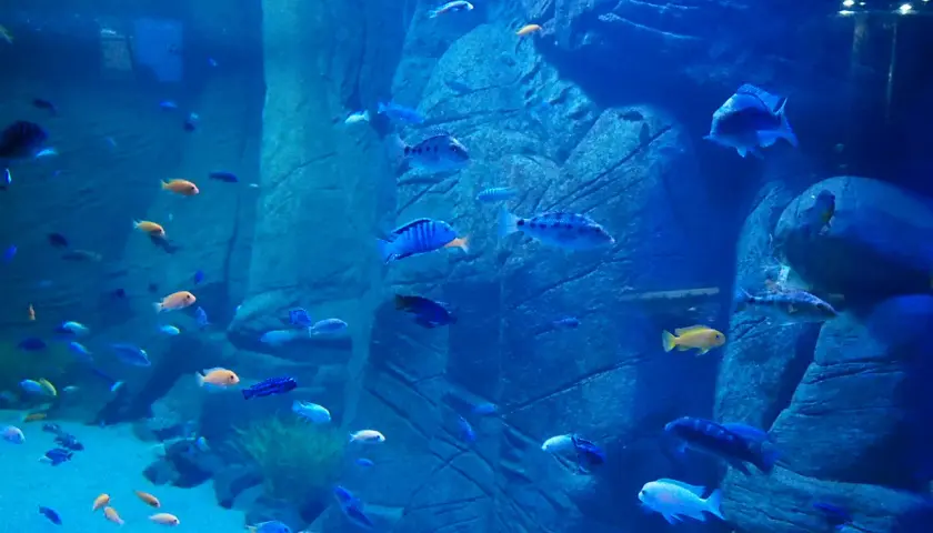 Oceanarium Kraków: Co warto wiedzieć o atrakcjach i projektach?
