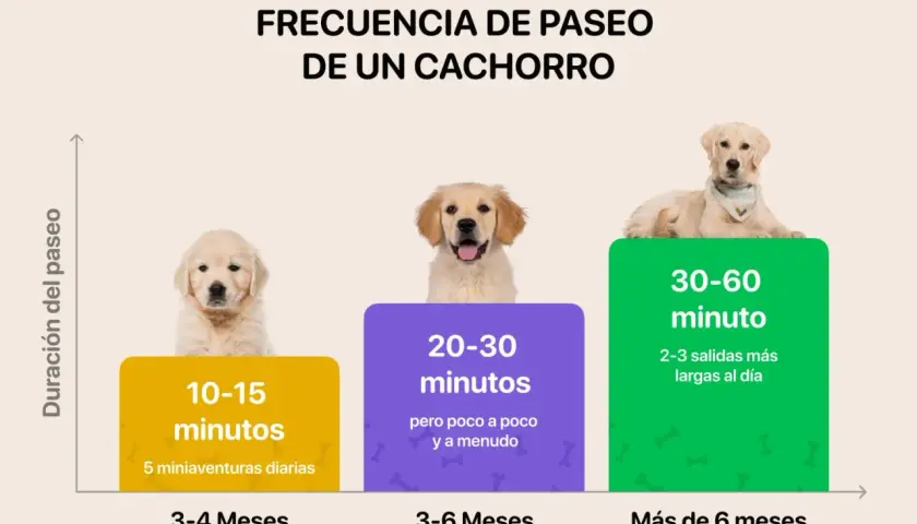 La frecuencia de paseo de un cachorro varía: 10-15 min (3-4 meses), 20-30 min (3-6 meses), 30-60 min (más de 6 meses).