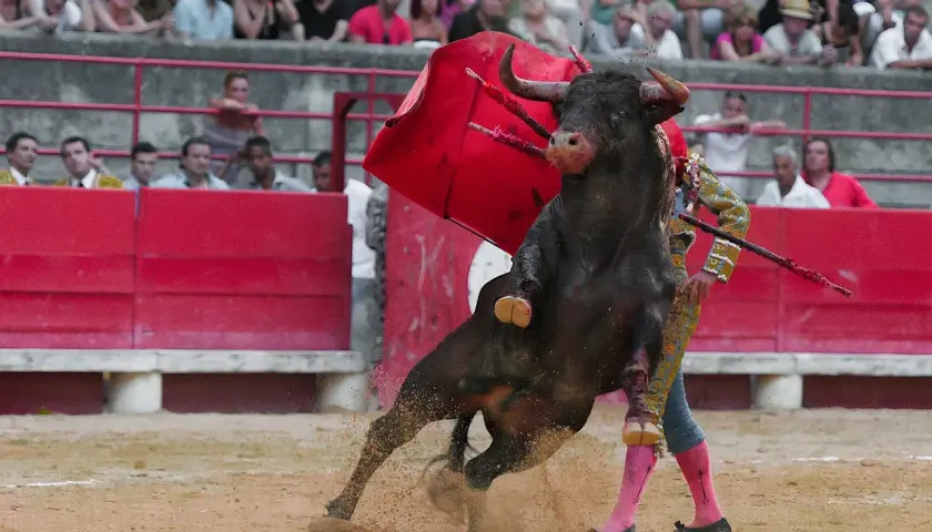Un toro bravo embiste a un torero español en la arena, con el público observando.