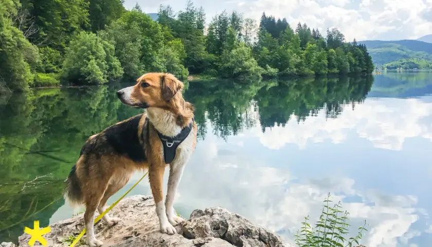 Ein Hund genießt das Wandern mit seinem Herrchen am See. Die Spiegelung der Bäume und Wolken im Wasser ist atemberaubend.