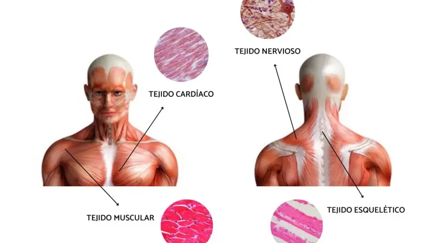 Anatomía muscular: Torso y espalda con micrografías de tejido muscular, cardíaco, nervioso y esquelético.