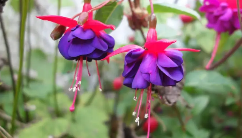 Deux fleurs de fuchsia aux pétales violets et roses vifs pendent gracieusement.