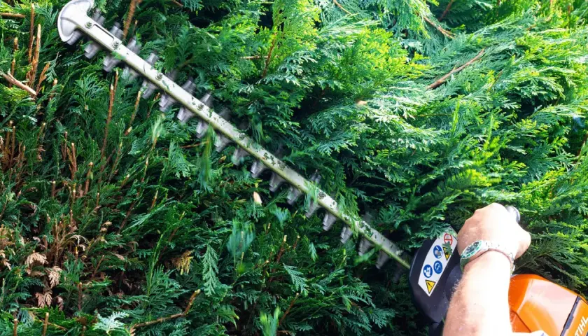 Ein Mann mit einer Stihl Heckenschere schneidet eine dichte grüne Hecke in Bayern.