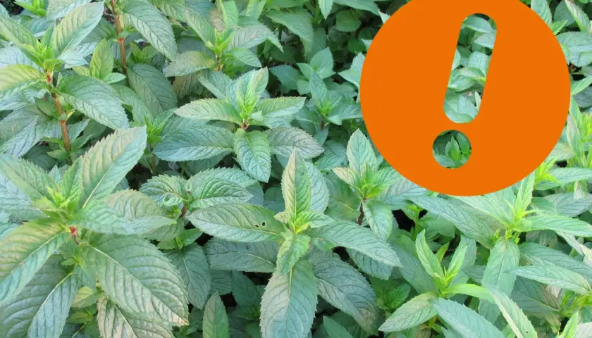 Frische Minzblätter, ideal für pfefferminztee am abend. Ein orangefarbenes Ausrufezeichen hebt die besondere Qualität hervor.