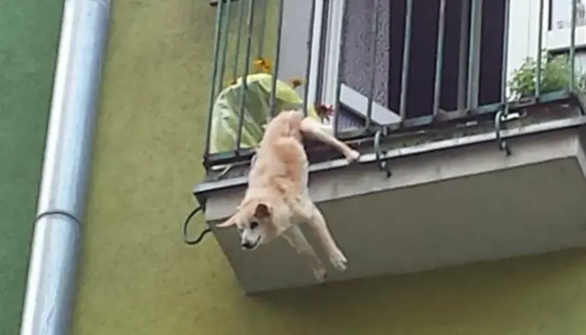 Jak zabezpieczyć balkon przed psem, aby uniknąć niebezpieczeństw?
