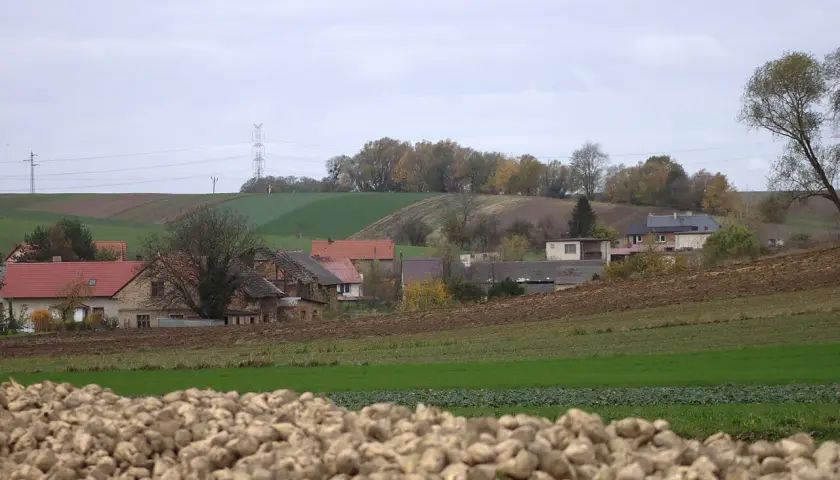 Krajobraz wsi Błażejowice z polami i domami. Na pierwszym planie stos buraków cukrowych.