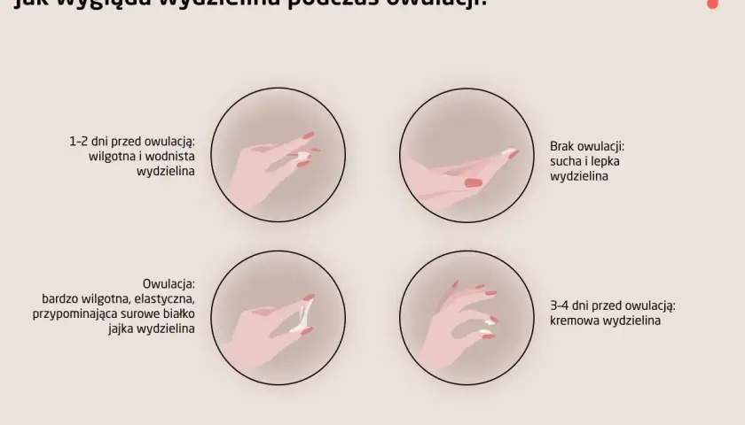 Owulacja: Co to? Jak rozpoznać i wykorzystać w planowaniu ciąży?