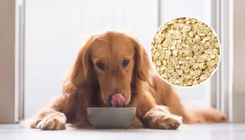 Złoty retriever liże miskę, zastanawiając się, czy pies może jeść płatki owsiane. Obok widać zbliżenie na płatki.