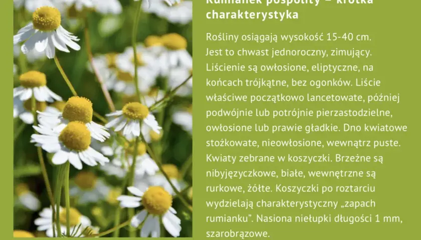 Kwiaty rumianku pospolitego, znane z licznych właściwości leczniczych, z białymi płatkami i żółtym środkiem, na zielonym tle.