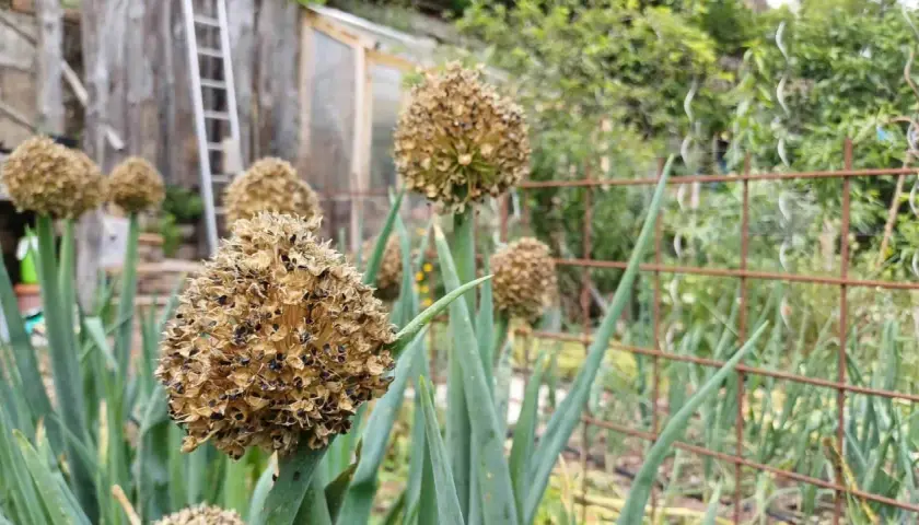 Gros plans sur des ombelles de ciboulette séchées, prêtes pour l'entretien des graines. Le jardin est en arrière-plan.