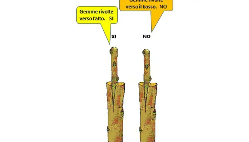 Esempi di innesti piante: una gemma rivolta verso l'alto (SI) e una verso il basso (NO).
