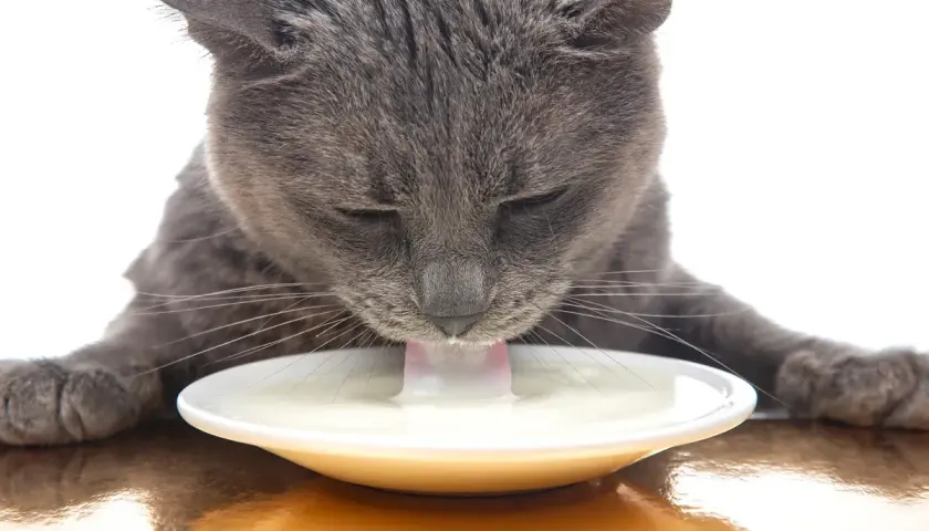 Gato gris bebe leche de un plato blanco.