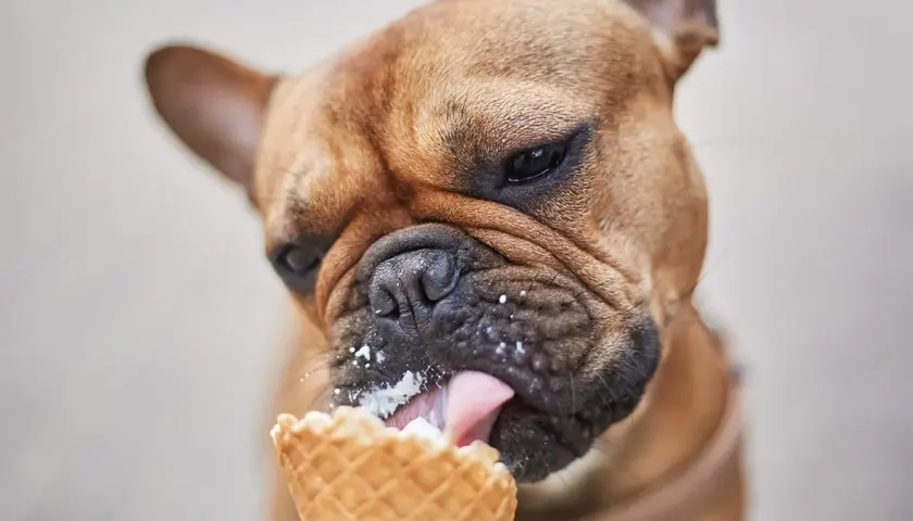 Czy pies może jeść lody? Poznaj ryzyka i bezpieczne zamienniki