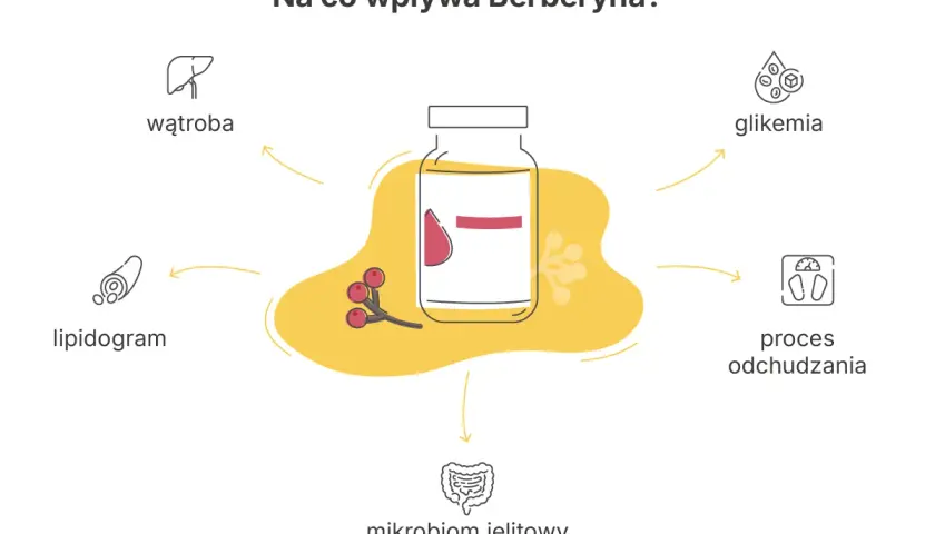 Berberyna wspiera proces odchudzania, wpływając na wątrobę, lipidogram, glikemię i mikrobiom jelitowy.