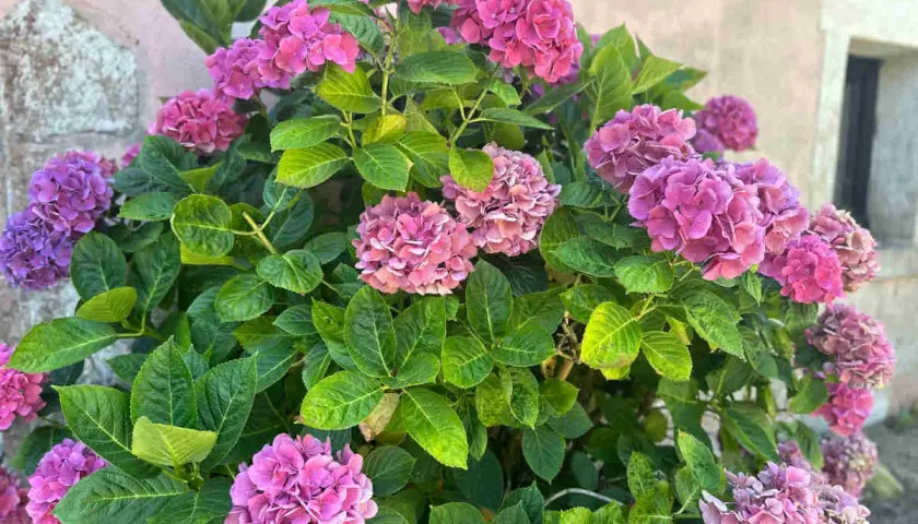 Un buisson d'hortensias aux fleurs roses et violettes, un spectacle pour les yeux. La fleur d'hortensia est magnifique.