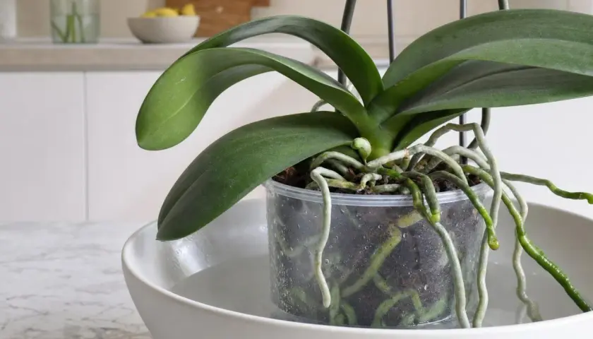 Orchidée en pot transparent trempant dans une soucoupe d'eau. Les racines aériennes indiquent quand arroser une orchidée.