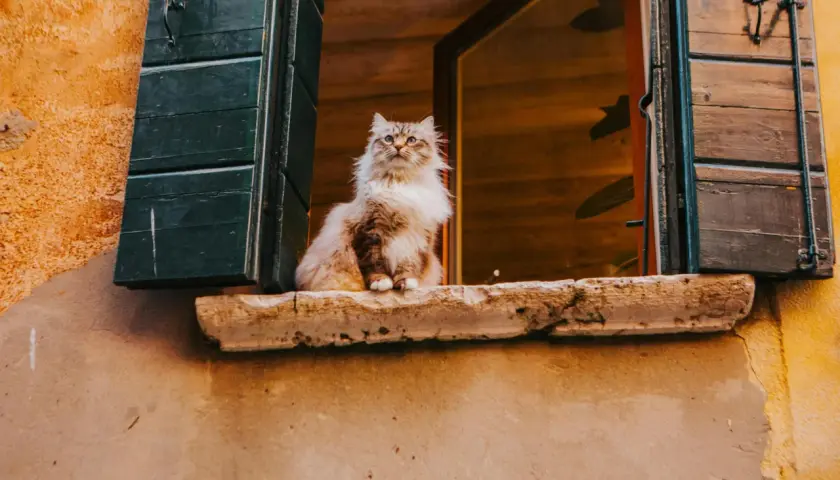 Un soffice gatto si affaccia da un vasistas, osservando il mondo con curiosità.