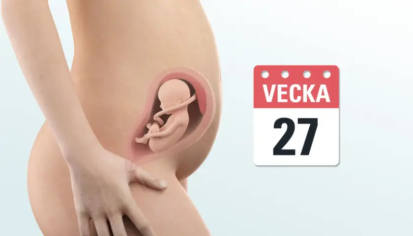 Gravid vecka 27: en illustration av en gravid mage med en bebis inuti och en kalender som visar vecka 27.