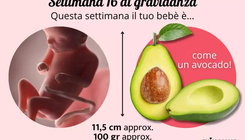 Maschio feto di 16 settimane, grande come un avocado, misura 11,5 cm e pesa circa 100 grammi.
