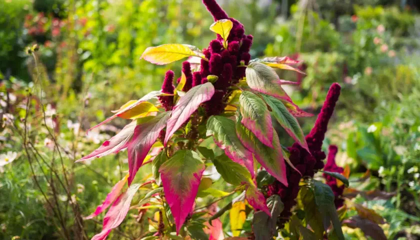 Ein Amaranth-Strauch mit tiefroten Blütenständen und grün-pinken Blättern im Garten. Amaranth anbauen ist eine Freude für jeden Gärtner.