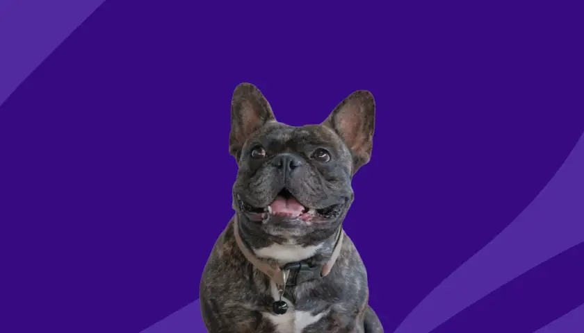 A happy French Bulldog, possibly benefiting from Zyrtec for dogs, smiles with its mouth open against a purple background with abstract shapes.