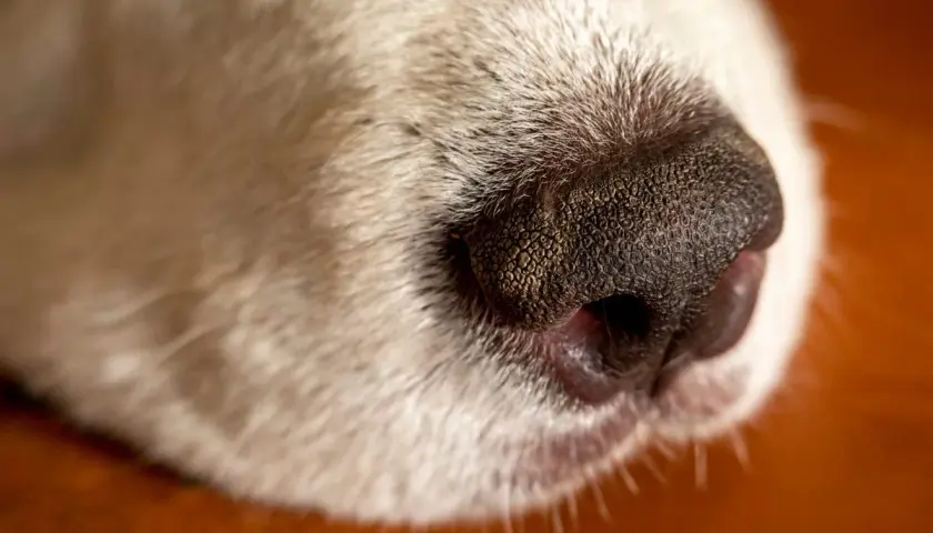Close-up of a dog's wet nose. This moisture helps dogs smell better, capturing scent particles.