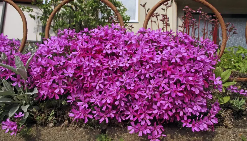 Ein Teppich aus pinken, bienenfreundlichen Phlox-Blüten bedeckt den Boden, umrahmt von rostigen Metallbögen.