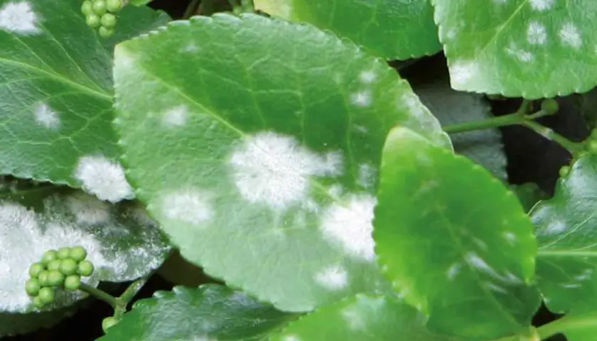 Foglie verdi di piante con macchie bianche, sintomo di mal bianco.