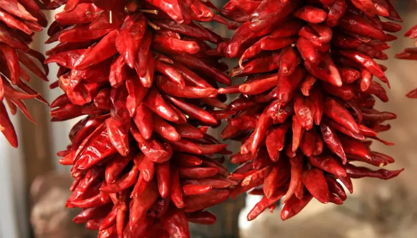 Getrocknete rote Peperoncini hängen in Bündeln. Diese scharfen Chilis, auch Peperoncino genannt, sind ein Muss für würzige Gerichte.